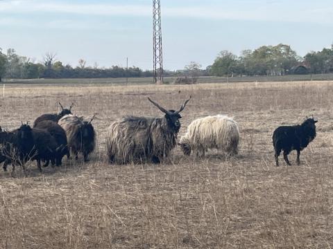 20db racka birka eladó 20db racka birka eladó