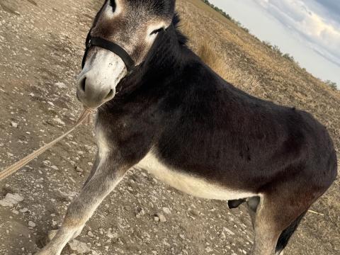 Parlagi csődör szamár eladó Parlagi csődör szamár eladó