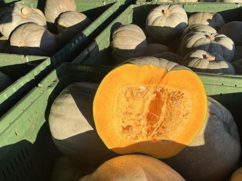 Nagydobosi sütőtök, válogatott I. osztályú – prémium minőség Nyírparasznyáról Nagydobosi sütőtök, válogatott I. osztályú – prémium minőség Nyírparasznyáról