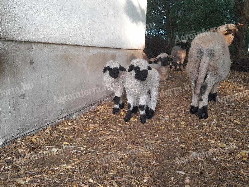 Wallisi feketeorrú kosbárányok eladók