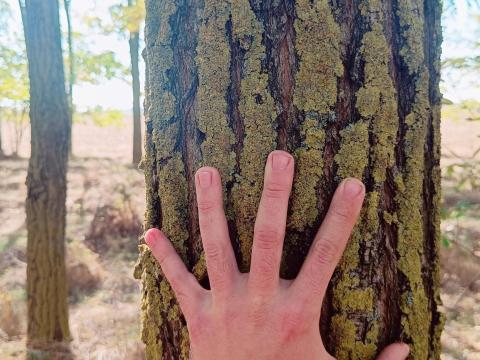 Bácsszőlősön 3,17 hektáros akácos eladó