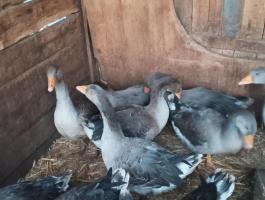 Szürke hat hónapos libák eladók