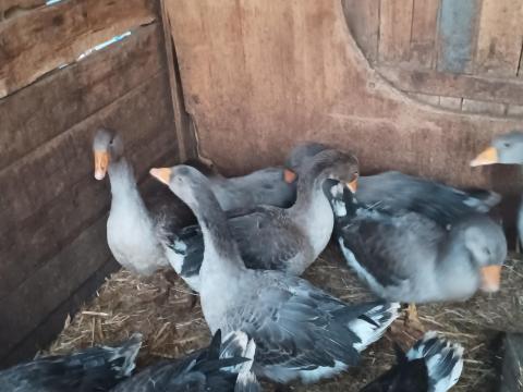 Szürke hat hónapos libák eladók