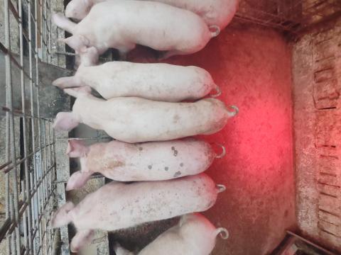 Nagy fehér süldők eladók háztáji tartásból Nagy fehér süldők eladók háztáji tartásból