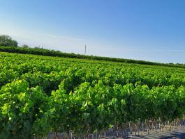 Gyökeres szőlővessző eladó