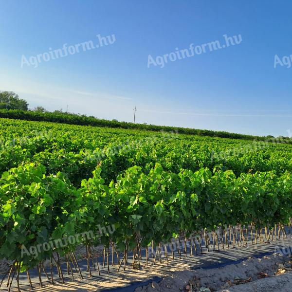 Gyökeres szőlővessző eladó
