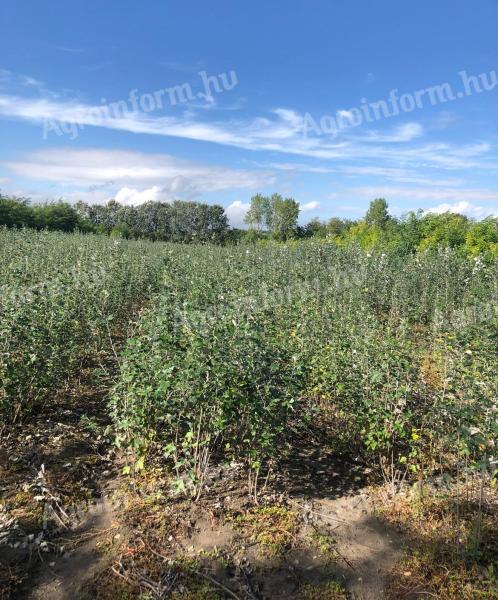 Szürkenyár csemete