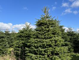 Eladó prémium dán Nordmann fenyő nagy választékban viszonteladóknak