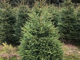 Eladó minőségi lucfenyő fenyőfa viszonteladóknak