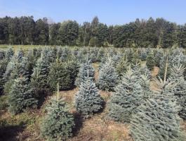 Eladó ezüst fenyő, fenyőfa viszonteladóknak, nagy választékban
