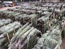 Eladó ezüst fenyő, fenyőfa viszonteladóknak, nagy választékban