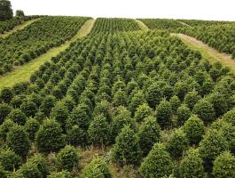 Karácsonyfa minden méretben és fajtában – luc, ezüst, nordmann