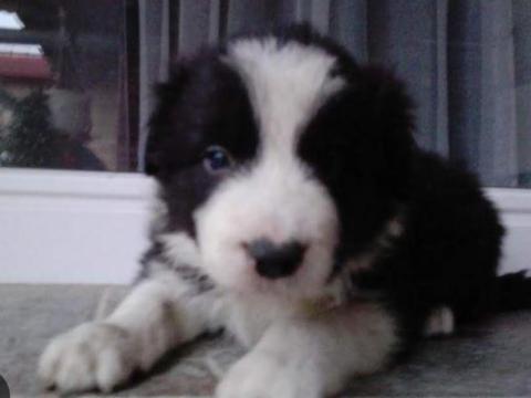 Border Collie kiskutyák Border Collie kiskutyák