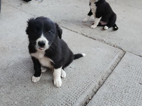 Border collie kiskutyák ingyen örökbefogadhatók Border collie kiskutyák ingyen örökbefogadhatók