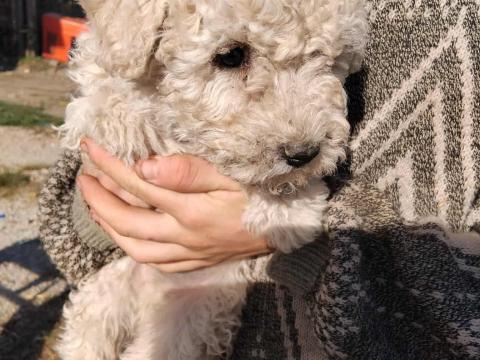 Gazdát keres fehér puli kölyök