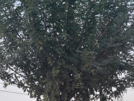 Gömbakácok eladók – 25 db, 250-280 cm magas, 16/18 méretben