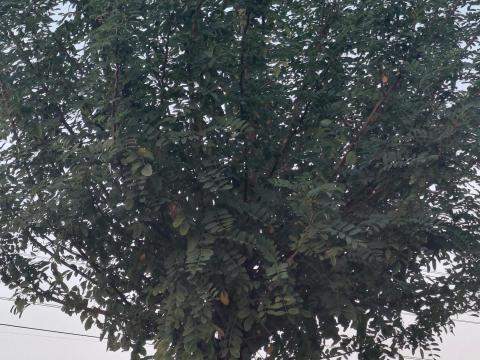 Gömbakácok eladók – 25 db, 250-280 cm magas, 16/18 méretben