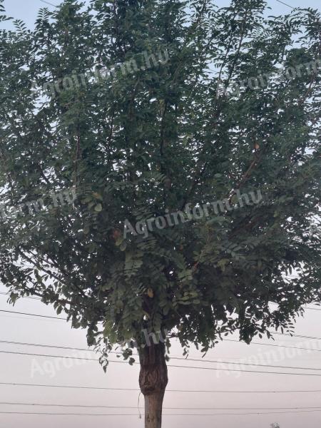Gömbakácok eladók – 25 db, 250-280 cm magas, 16/18 méretben