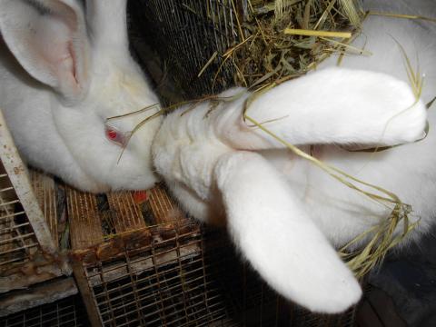 Pannon fehér nyúl eladó – XXL pároztatott nőstény és fiatal bak Tolna vármegyében Pannon fehér nyúl eladó – XXL pároztatott nőstény és fiatal bak Tolna vármegyében