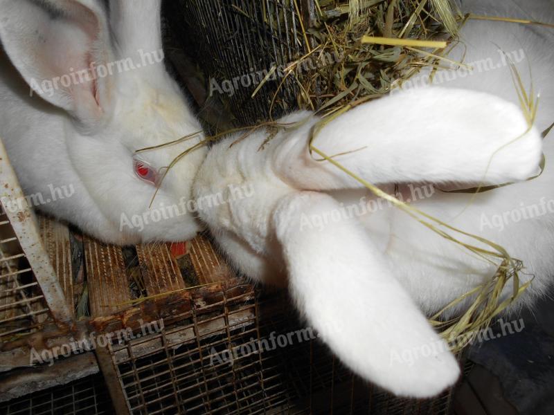 Pannon fehér nyúl eladó – XXL pároztatott nőstény és fiatal bak Tolna vármegyében