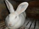 Pannon fehér nyúl eladó – XXL pároztatott nőstény és fiatal bak Tolna vármegyében