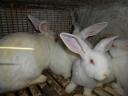 Pannon fehér nyúl eladó – XXL pároztatott nőstény és fiatal bak Tolna vármegyében