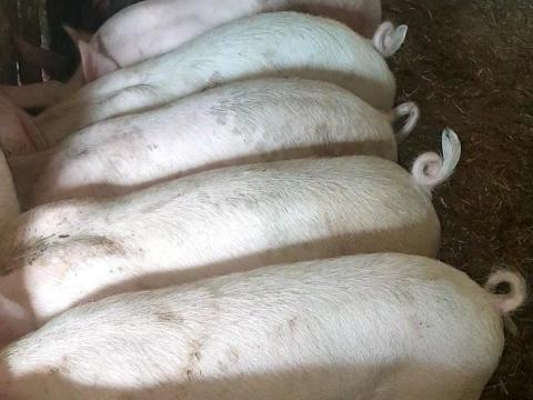 Eladó 5 db szép, 30 kg-os süldő Eladó 5 db szép, 30 kg-os süldő