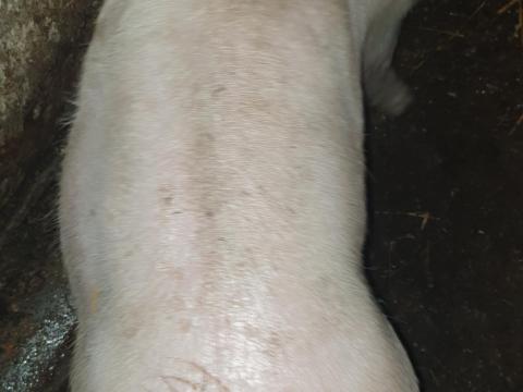 Eladó 75-80 kg-os, kis súlyú hízó sertés Eladó 75-80 kg-os, kis súlyú hízó sertés