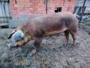 Duroc kan eladó vagy cserélhető