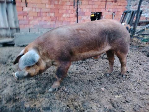 Duroc kan eladó vagy cserélhető Duroc kan eladó vagy cserélhető