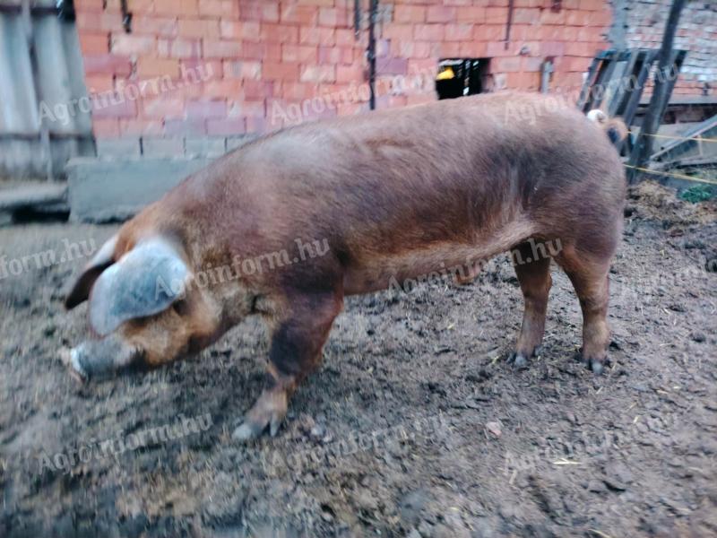 Duroc kan eladó vagy cserélhető