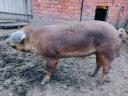 Duroc kan eladó vagy cserélhető