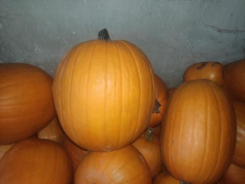 Faragni való Halloween tök Faragni való Halloween tök