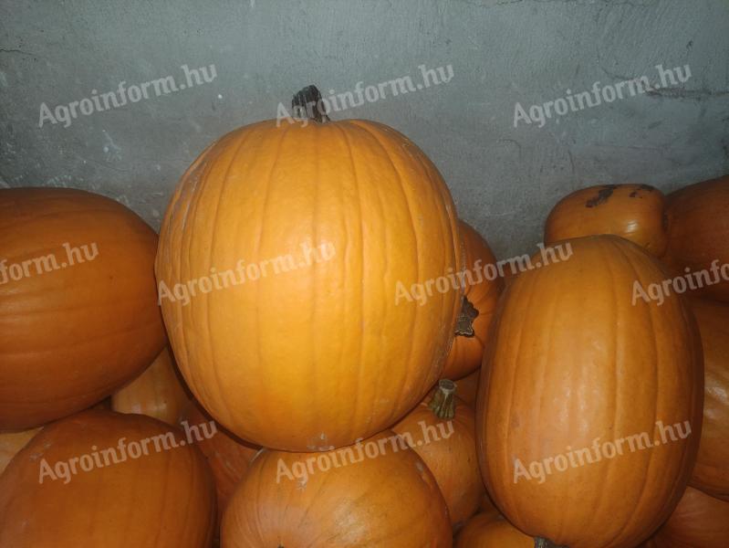Faragni való Halloween tök