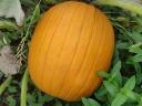 Faragni való Halloween tök