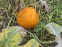 Faragni való Halloween tök