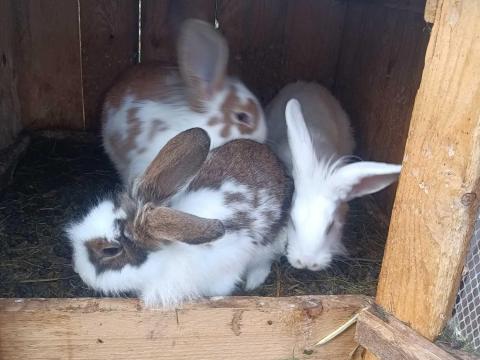 tarka vegyes ivaru nyuszik eladók tarka vegyes ivaru nyuszik eladók