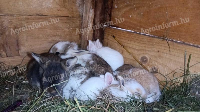 nyuszik előjegyezhetők, 2hét mulva vihetők