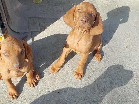 Magyar vizsla kiskutyak gazdit keresnek Magyar vizsla kiskutyak gazdit keresnek