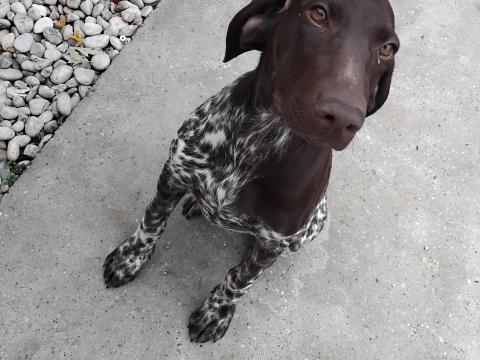 Németvizsla jellegű szuka Németvizsla jellegű szuka