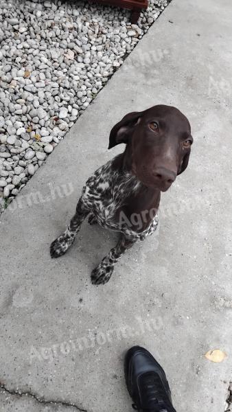 Németvizsla jellegű szuka