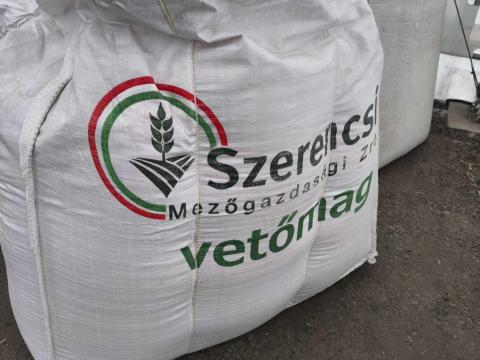 MV Nádor búza vetőmag MV Nádor búza vetőmag