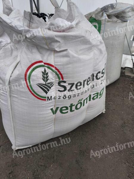 MV Nádor búza vetőmag