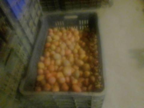 Malackrumpli eladó Malackrumpli eladó