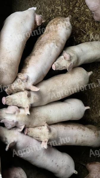 Eladó hízó sertések! 