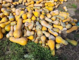 Sütőtök takarmánynak eladó