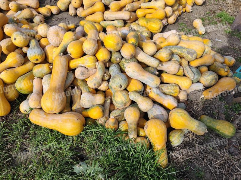 Sütőtök takarmánynak eladó