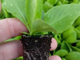 Fejessaláta palánta