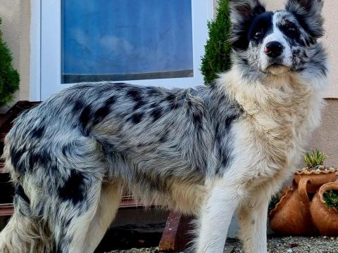 Border collie jellegű másfél éves szuka gazdát keres Border collie jellegű másfél éves szuka gazdát keres