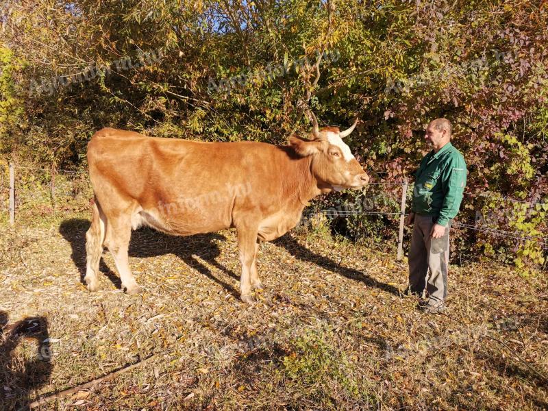 Legelőn tartott húsmarha
